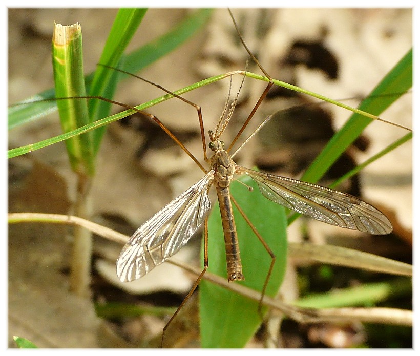 Tipula oleracea M (Tipulidae)